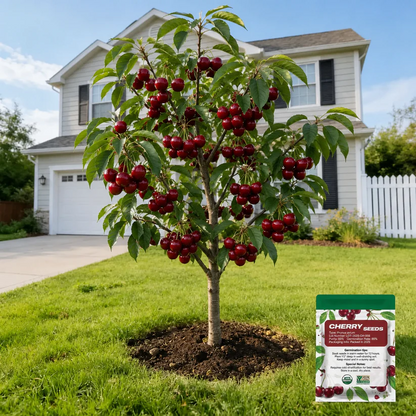 Grow Your Own Sweet Cherry Tree — Premium Live Seeds