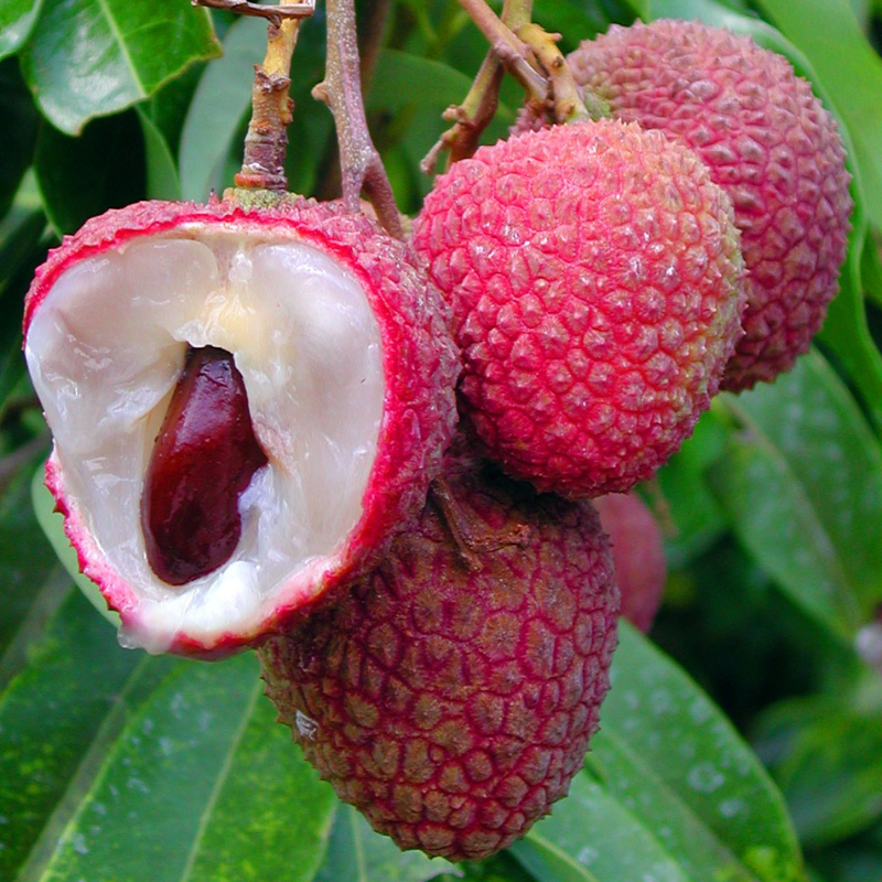 Grow Your Own Live Sweet Fruit——Red Dwarf Fresh Lychee