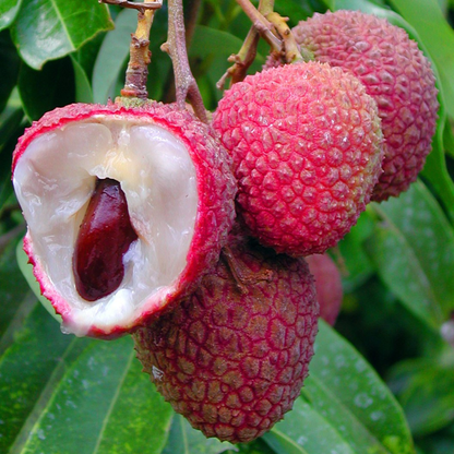 Grow Your Own Live Sweet Fruit——Red Dwarf Fresh Lychee
