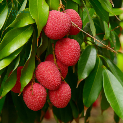 Grow Your Own Live Sweet Fruit——Red Dwarf Fresh Lychee