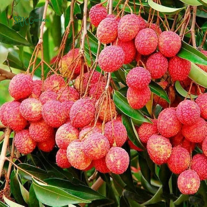 Grow Your Own Live Sweet Fruit——Red Dwarf Fresh Lychee