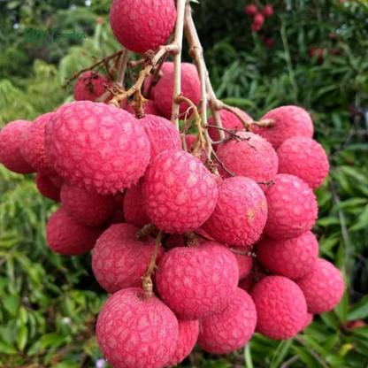 Grow Your Own Live Sweet Fruit——Red Dwarf Fresh Lychee