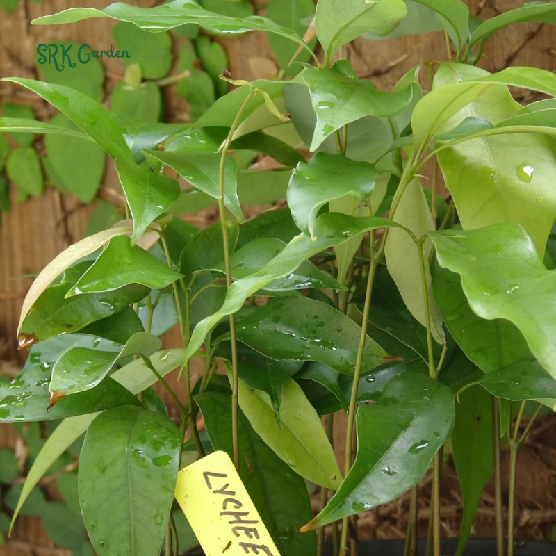 Grow Your Own Live Sweet Fruit——Red Dwarf Fresh Lychee