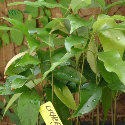 Grow Your Own Live Sweet Fruit——Red Dwarf Fresh Lychee