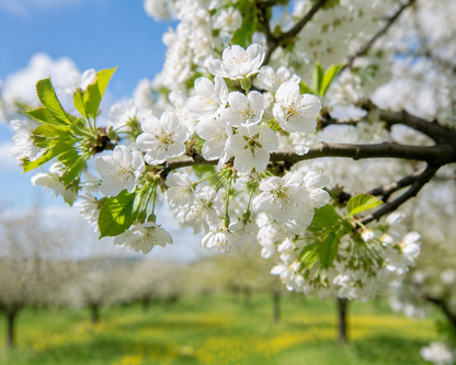 Grow Your Own Sweet Cherry Tree — Premium Live Seeds