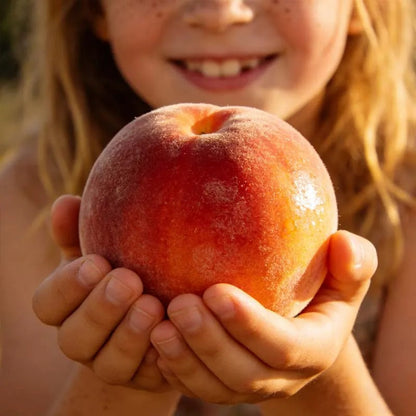 🔥 65K+ SOLD! 🍑 Virginca "Honey Red" Dwarf Peach Tree Live Seeds
