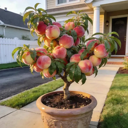 🔥 65K+ SOLD! 🍑 Virginca "Honey Red" Dwarf Peach Tree Live Seeds